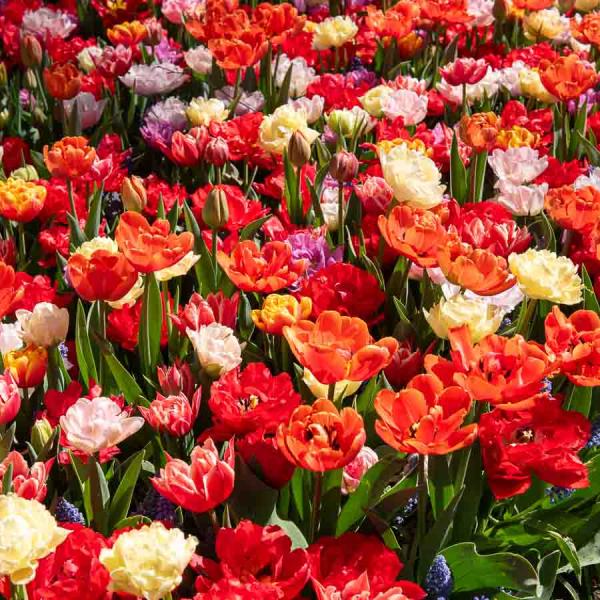 Bulbes à fleurs à planter à l'automne - Tulipe Double Hâtive en Mélange (x8) - face recto